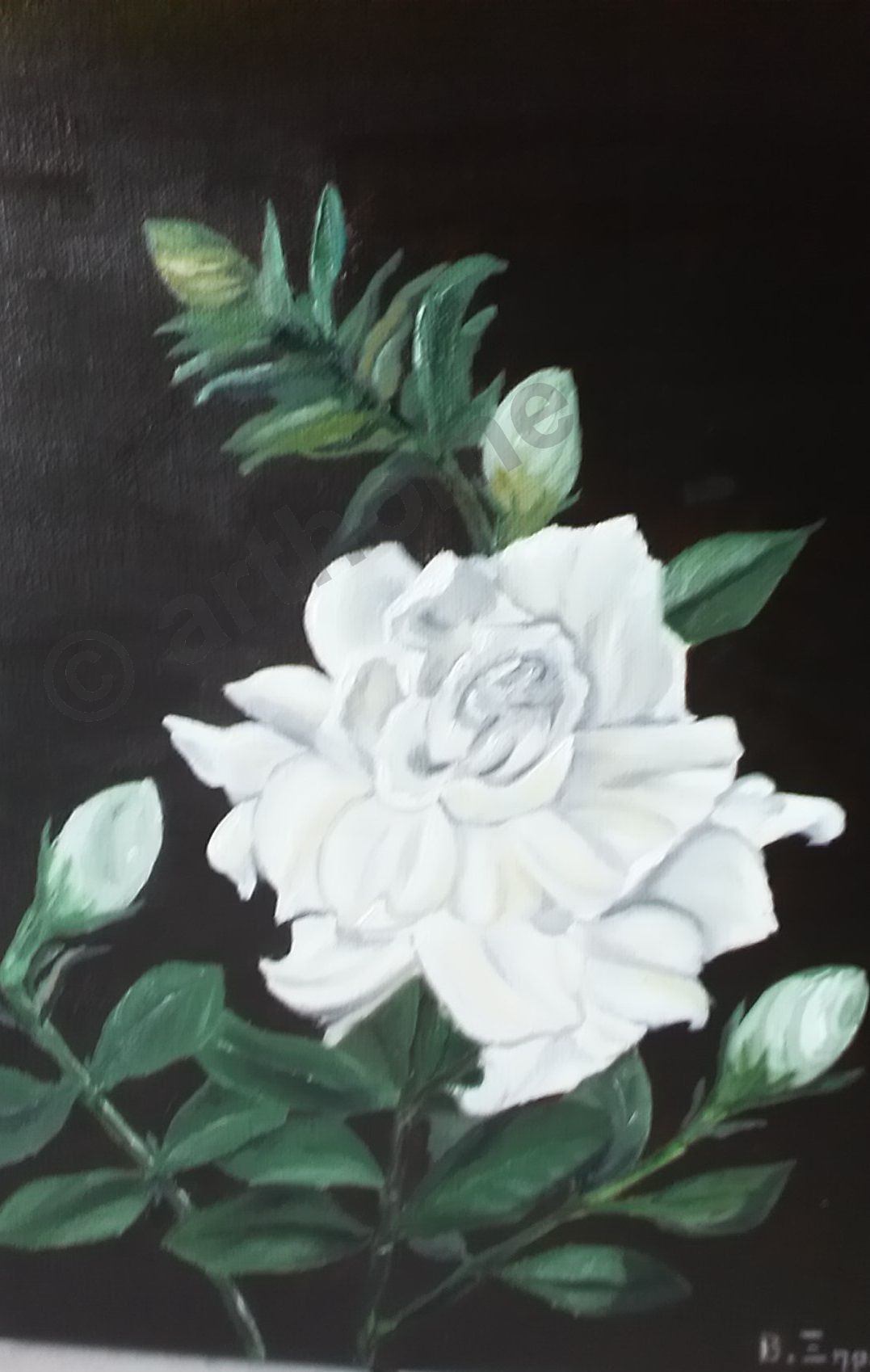 0163 - FROM MUMS GARDEN - GARDENIA